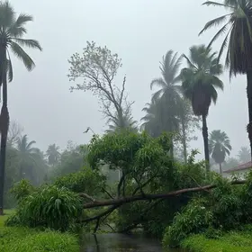 queda de árvores em Campo Grande