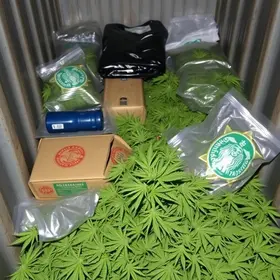 maconha